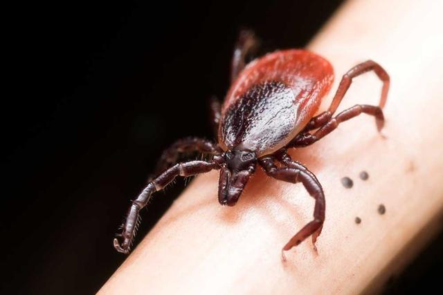 Everything to Know About Tick Infestation in Texas
